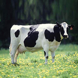 Wisconsin State Domestic Animal